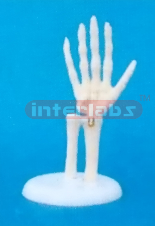 LITTLE HAND JOINT MODEL